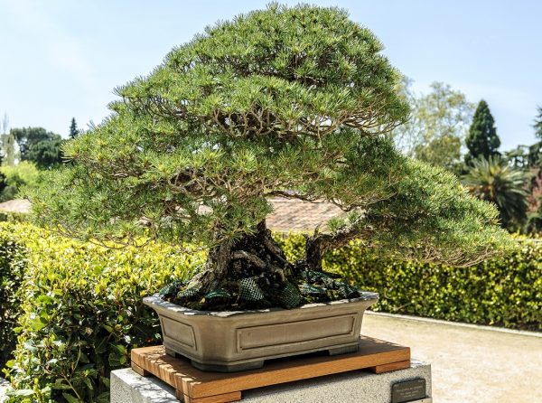 Bonsai Photo Of The Day 12/23/2016 Japanese White Pine (Hiroshima ...