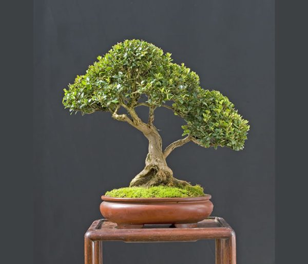 Bonsai Photo Of The Day 1/30/2017 – Bonsai Jack