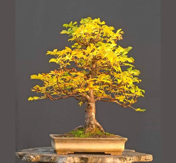 Bonsai Photo Of The Day 2/23/2017 – Bonsai Jack