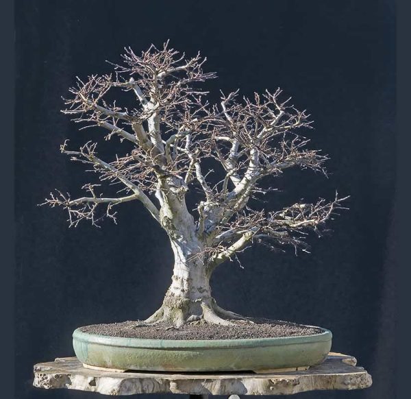 Bonsai Photo Of The Day 5/15/2017 – Bonsai Jack