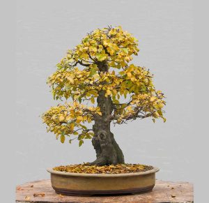 Bonsai Photo Of The Day 6/14/2017 – Bonsai Jack