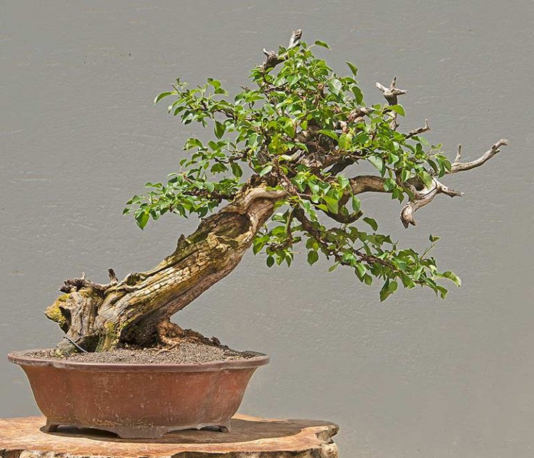 Bonsai Photo Of The Day 6/23/2017 – Bonsai Jack