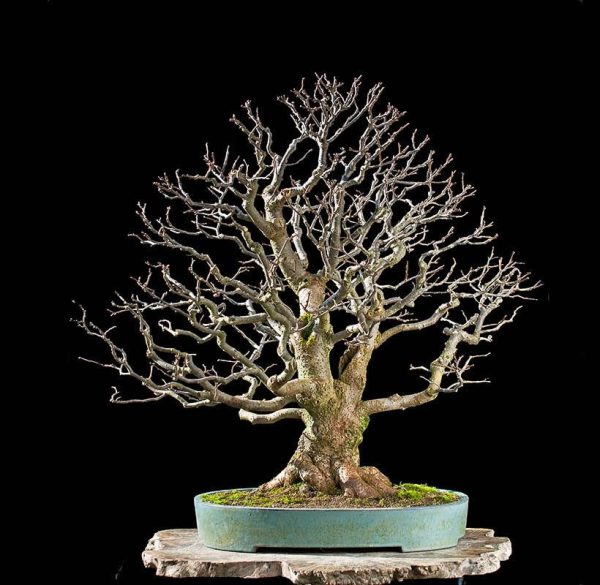 Bonsai Photo Of The Day 9/1/2017 – Bonsai Jack