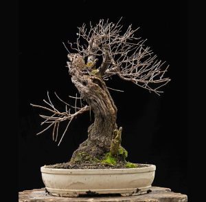 Bonsai Photo Of The Day 9/29/2017 – Bonsai Jack