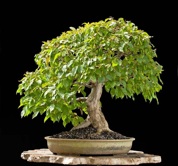 Bonsai Photo Of The Day 10/13/2017 – Bonsai Jack