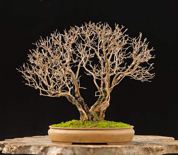 Bonsai Photo Of The Day 12/7/2017 – Bonsai Jack