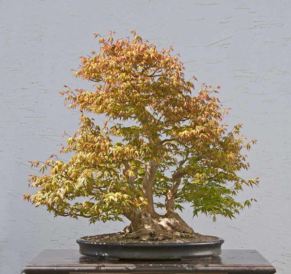 Bonsai Photo of the Day 1-17-2018 – Bonsai Jack