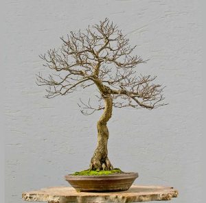 Bonsai Photo of the Day 1-22-2018 – Bonsai Jack