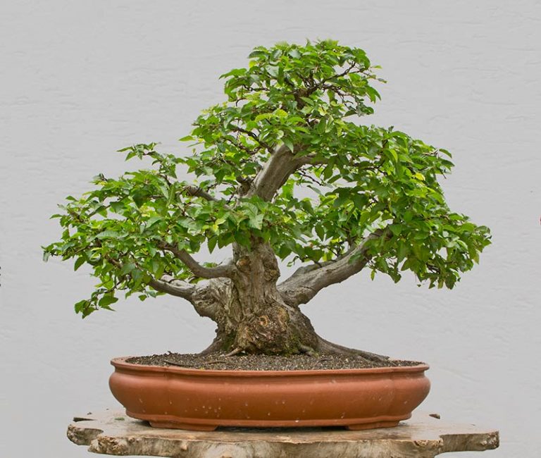 Bonsai Photo of the Day 1-25-2018 – Bonsai Jack