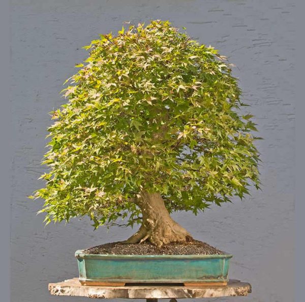 Bonsai Photo of the Day 1-30-2018 – Bonsai Jack