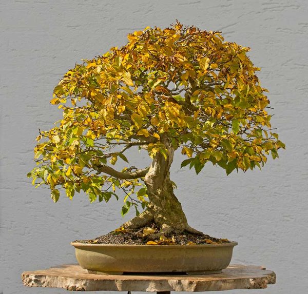 Bonsai Photo of the Day 2-22-2018 – Bonsai Jack