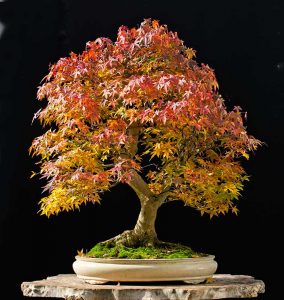 Bonsai Photo of the Day 2-14-2018 – Bonsai Jack