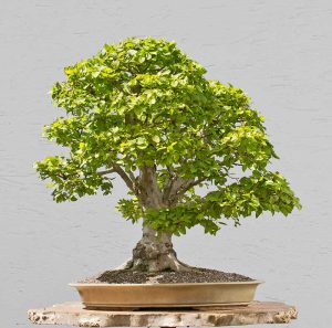 Bonsai Photo of the Day 2-6-2018 – Bonsai Jack