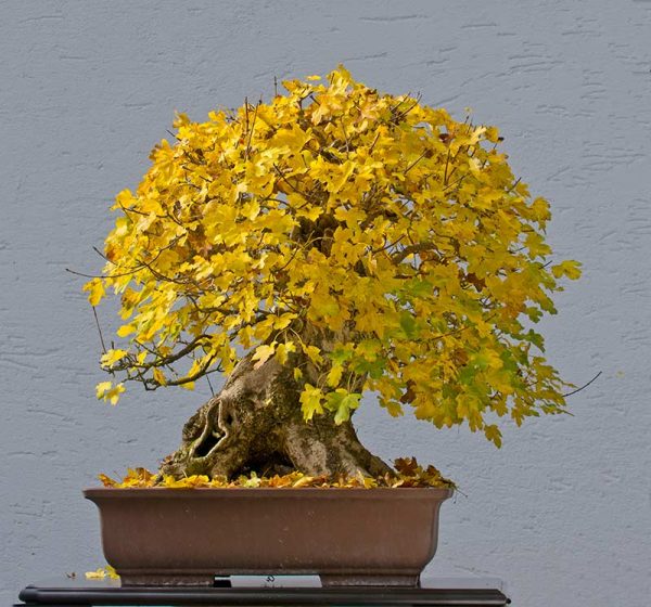 Bonsai Photo of the Day 3-12-2018 – Bonsai Jack