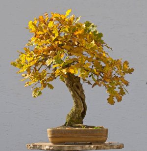 Bonsai Photo of the Day 3-14-2018 – Bonsai Jack