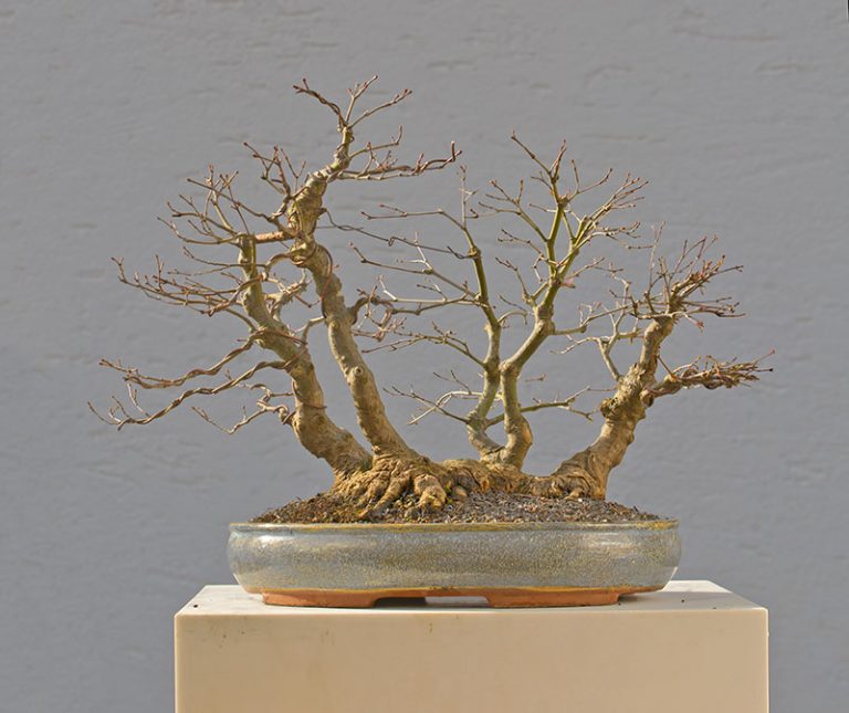 Bonsai Photo of the Day 3-15-2018 – Bonsai Jack