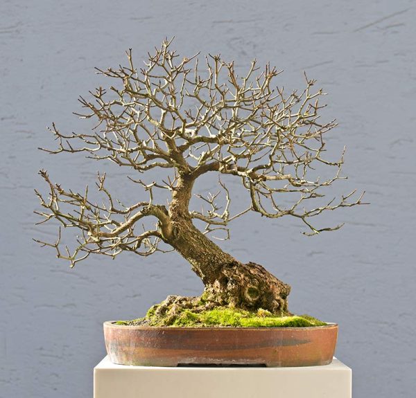 Bonsai Photo of the Day 3-22-2018 – Bonsai Jack