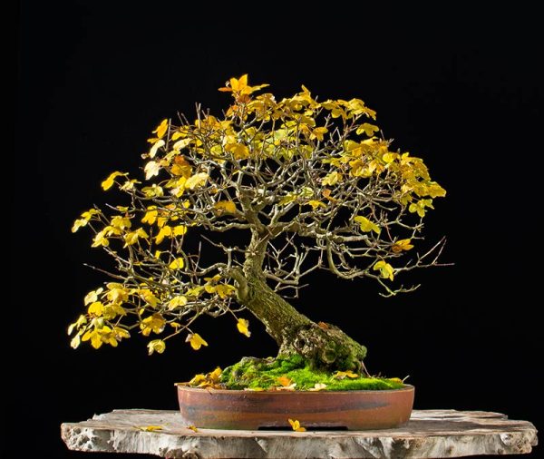 Bonsai Photo of the Day 3-27-2018 – Bonsai Jack