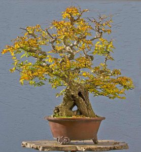 Bonsai Photo of the Day 3-28-2018 – Bonsai Jack