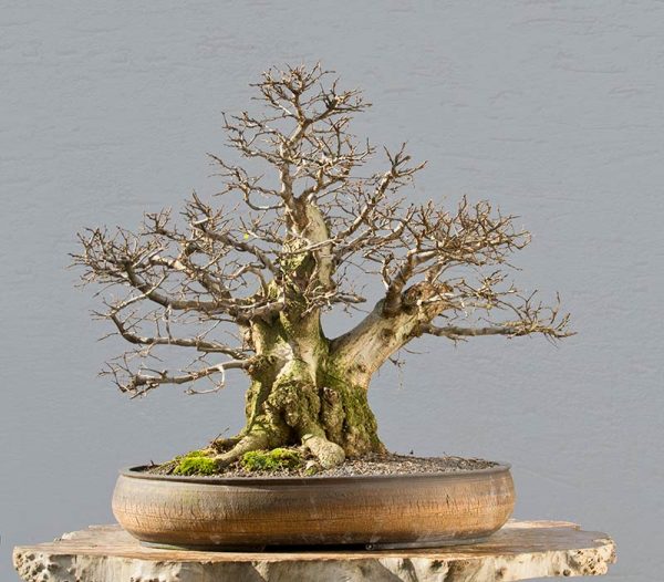 Bonsai Photo of the Day 3-29-2018 – Bonsai Jack