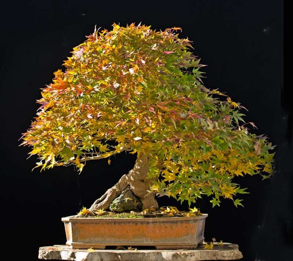 Bonsai Photo of the Day 3-5-2018 – Bonsai Jack