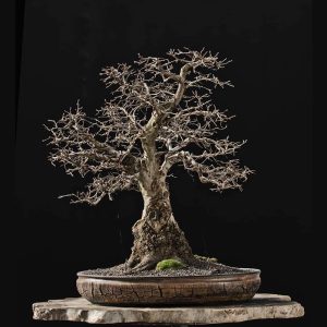 Bonsai Photo of the Day 4-13-2018 – Bonsai Jack