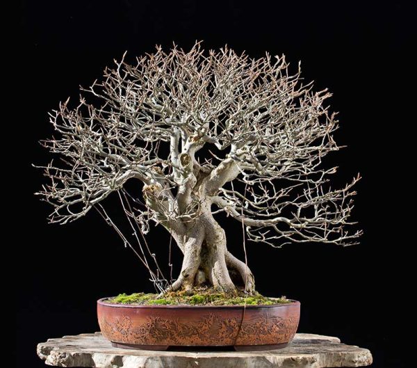 Bonsai Photo of the Day 4-17-2018 – Bonsai Jack