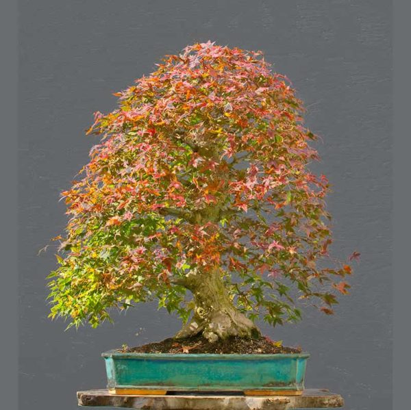 Bonsai Photo of the Day 4-19-2018 – Bonsai Jack