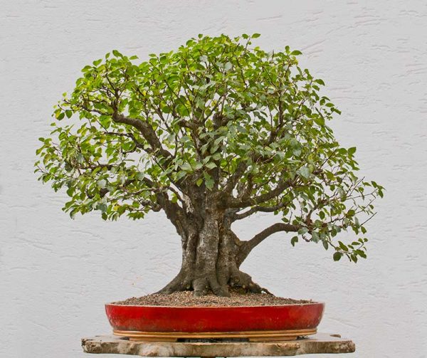 Bonsai Photo of the Day 4-20-2018 – Bonsai Jack