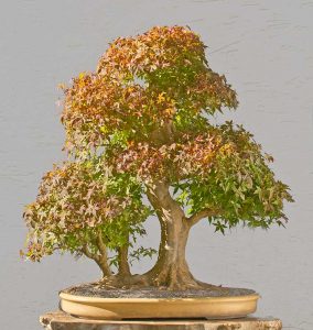 Bonsai Photo of the Day 4-26-2018 – Bonsai Jack