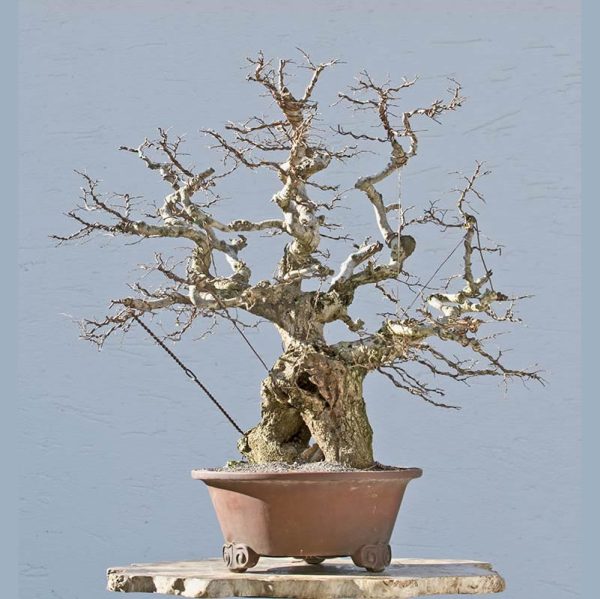 Bonsai Photo of the Day 4-6-2018 – Bonsai Jack