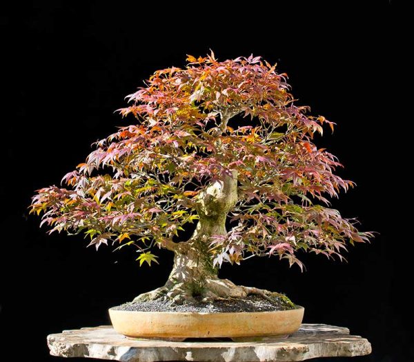 Bonsai Photo of the Day 5-10-2018 – Bonsai Jack