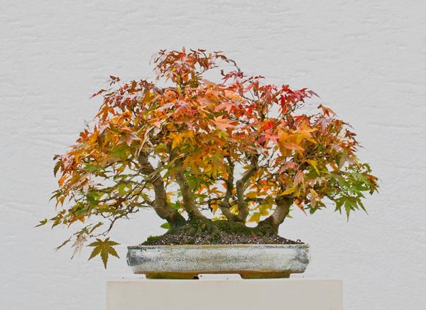 Bonsai Photo of the Day 6-13-2018 – Bonsai Jack