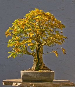 Bonsai Photo of the Day 6-20-2018 – Bonsai Jack