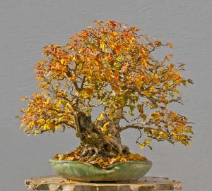 Bonsai Photo of the Day 6-26-2018 – Bonsai Jack