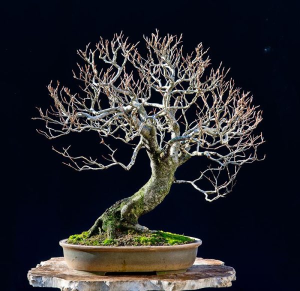 Bonsai Photo of the Day 6-5-2018 – Bonsai Jack