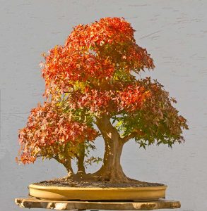 Bonsai Photo of the Day 6-7-2018 – Bonsai Jack