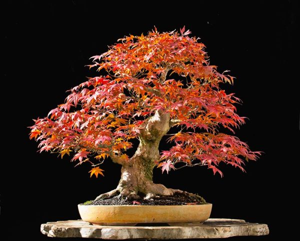 Bonsai Photo of the Day 6-15-2018 – Bonsai Jack