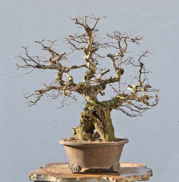 Bonsai Photo of the Day 7-11-2018 – Bonsai Jack