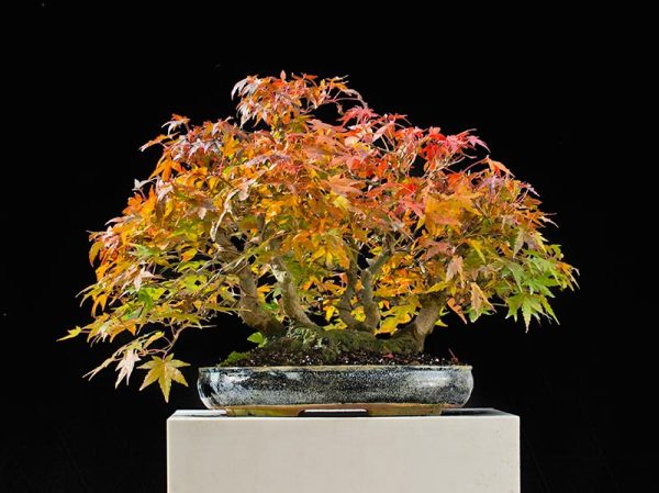 Bonsai Photo of the Day 7-12-2018 – Bonsai Jack