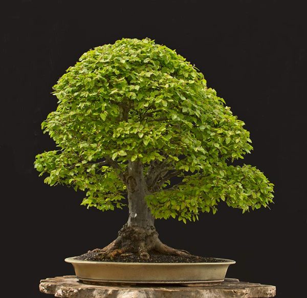 Bonsai Photo of the Day 7-17-2018 – Bonsai Jack