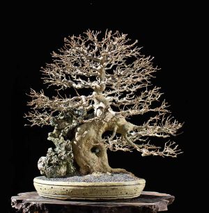 Bonsai Photo of the Day 8-23-2018 – Bonsai Jack