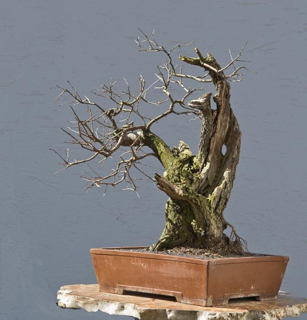 Bonsai Photo of the Day 8-6-2018 – Bonsai Jack