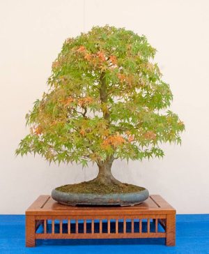 Bonsai Photo of the Day 9-14-2018 – Bonsai Jack