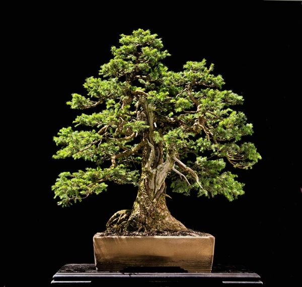 Bonsai Photo of the Day 9-18-2018 – Bonsai Jack