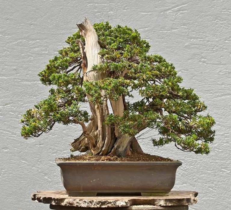 Bonsai Photo of the Day 9-20-2018 – Bonsai Jack