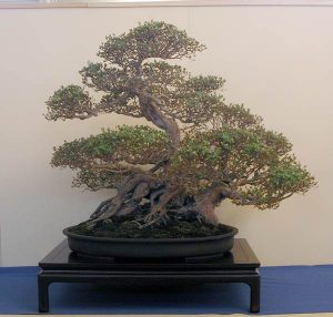 Bonsai Photo of the Day 9-26-2018 – Bonsai Jack