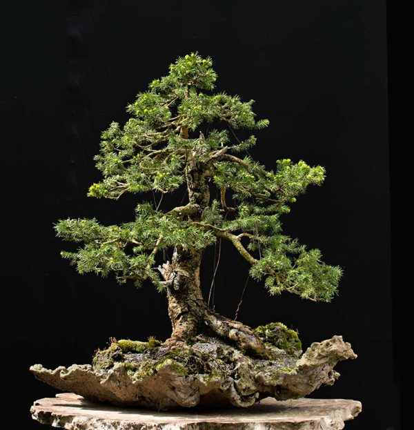 Bonsai Photo of the Day 9-5-2018 – Bonsai Jack