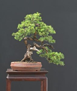 Bonsai Photo of the Day 10-9-2018 – Bonsai Jack