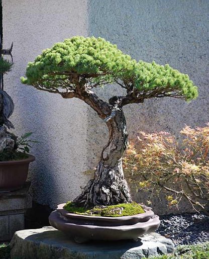 Bonsai Photo of the Day 11-8-2018 – Bonsai Jack